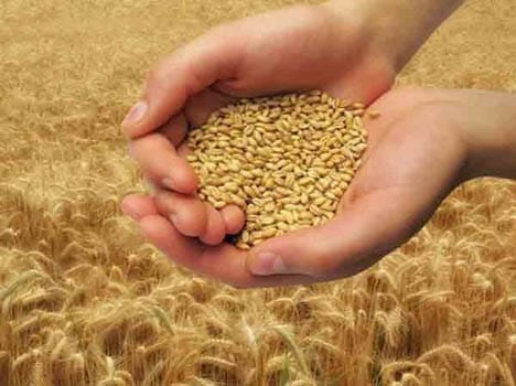 Iraqi and Bangladeshi eating Kanpur's wheat 