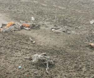 Police burried 81 dead bodies found near Ganga.