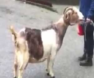goats speaking like humans