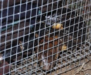 man arrested with king kobra snake.
