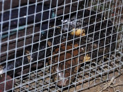 man arrested with king kobra snake.
