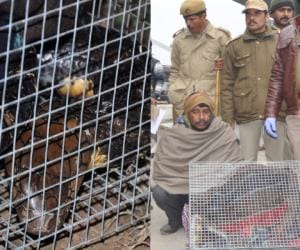 police found not any clue in king kobra case.