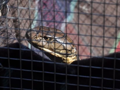 earthquake effect on snake.
