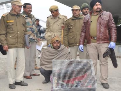 man arrested with king kobra snake.