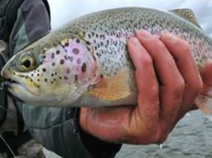 trout will be served to Obama in India.
