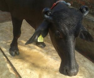 meet, national black beauty award winner buffelo