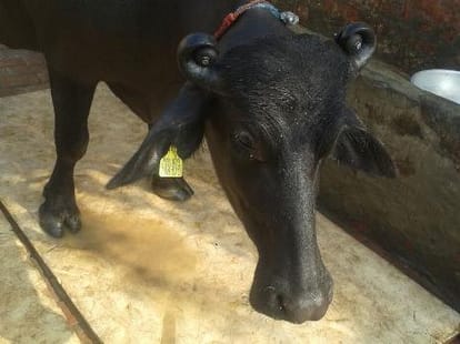 meet, national black beauty award winner buffelo