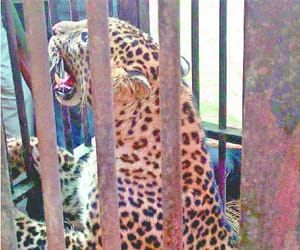 youth fight with leopard.