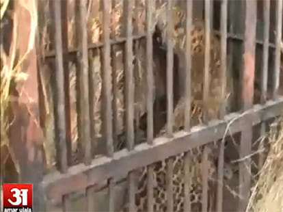 Panther attacked in ramnagar, three injured