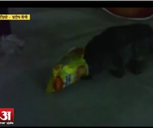 cat mouth caught maggie packet