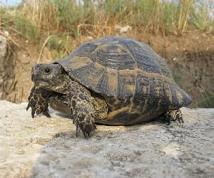 indian tortoise smuggling in china.