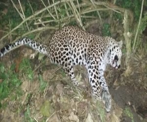 leopard hunting daily in new village.