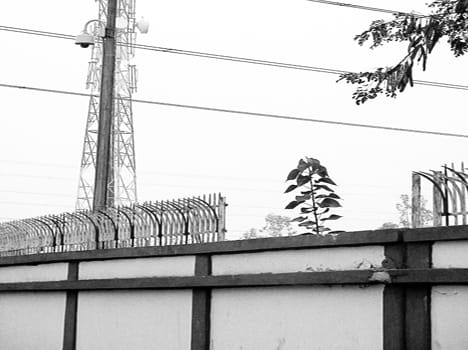 Parapet walls of the village laughed Gayle