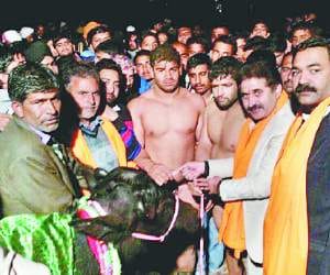 kushti dangal in solan.