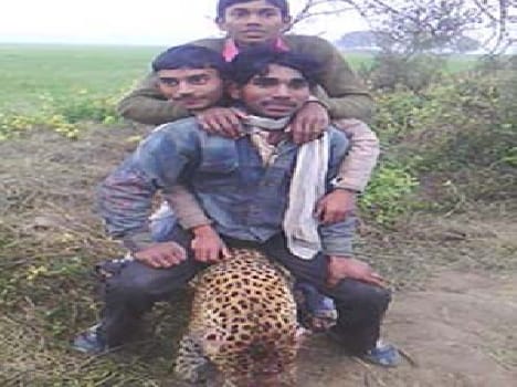 Leopard is killing disappear unnoticed officer