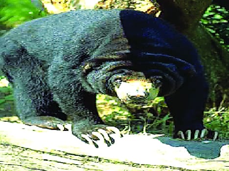 Bears in Bdiakot terror