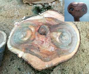 alien in a tree trunk