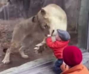 mommy lioness tries to play with baby
