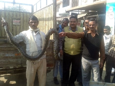 In the ten-foot python turned Semri