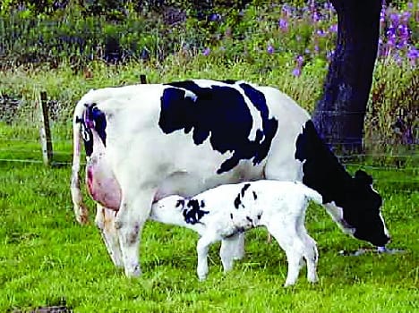 Agriculture and animal husbandry can stop the exodus