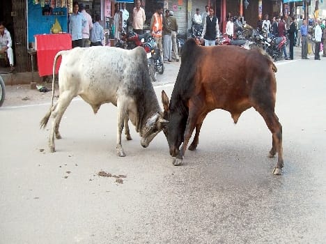 animal danger for life