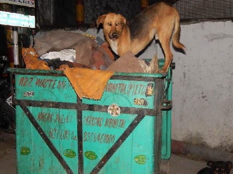 Castration of stray dogs