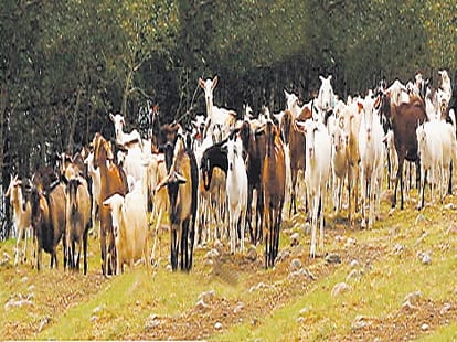 modern slaughter house in uttarakhand.