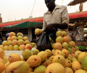 Mango can harm for your health 