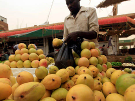 insects destroyed mango crop.