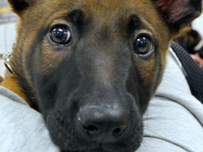 dog save big theft, and all thief run away