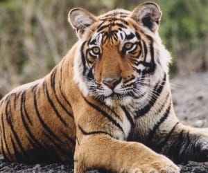 tiger terror in dehradun.
