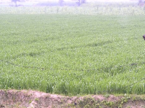 barish se gehoon ko labh