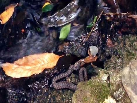 frog makes incredible escape from jaws of water snake