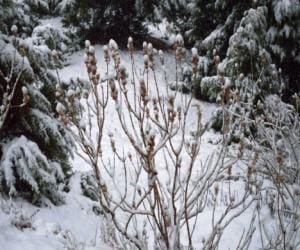 Gulmarg receives fresh snowfall