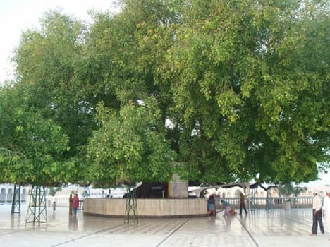 People should be protected tree