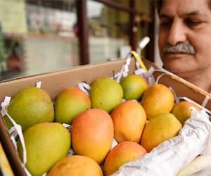 alphonso mango is the costliest mango of india