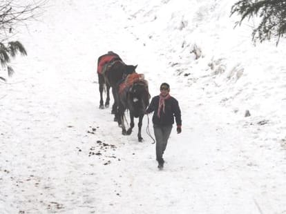 snowfall in manali.
