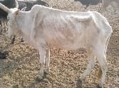 save cow