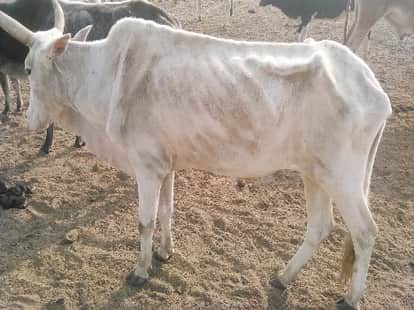 bdo post recruitment in haryana