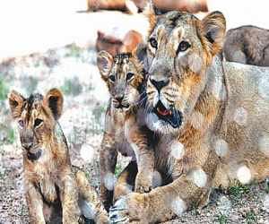 Leopard Babies in Chhatbir Zoo