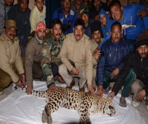 leopard hunter interview