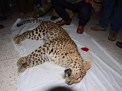 leopard hunter interview