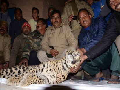 leopard hunter interview