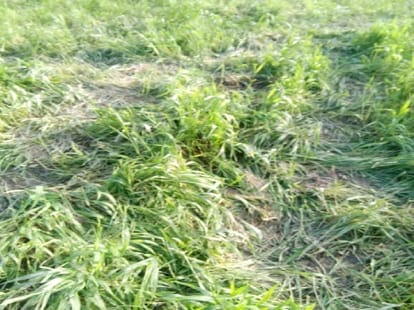 farmer found dead in field.