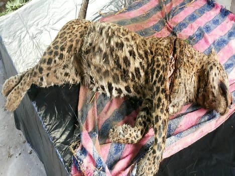 Leopard murder