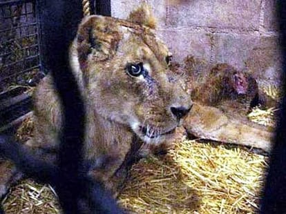 lioness in captivity dies because of wounds and torture