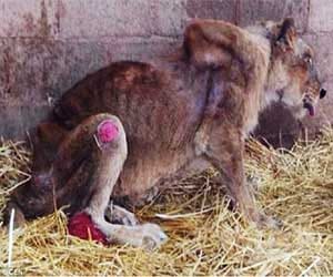 lioness in captivity dies because of wounds and torture