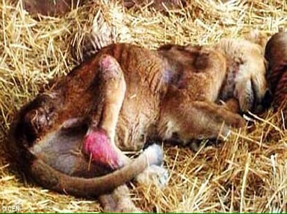 lioness in captivity dies because of wounds and torture