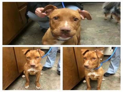 rope tied along dog's neck left him suffocated