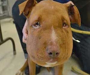 rope tied along dog's neck left him suffocated